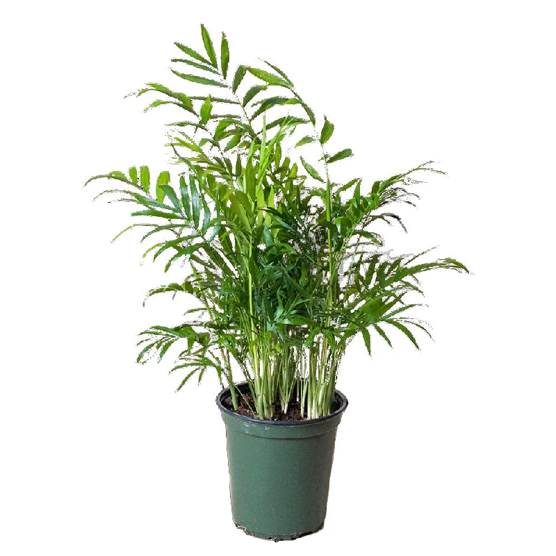 Bella Palm 6 Inch Pot