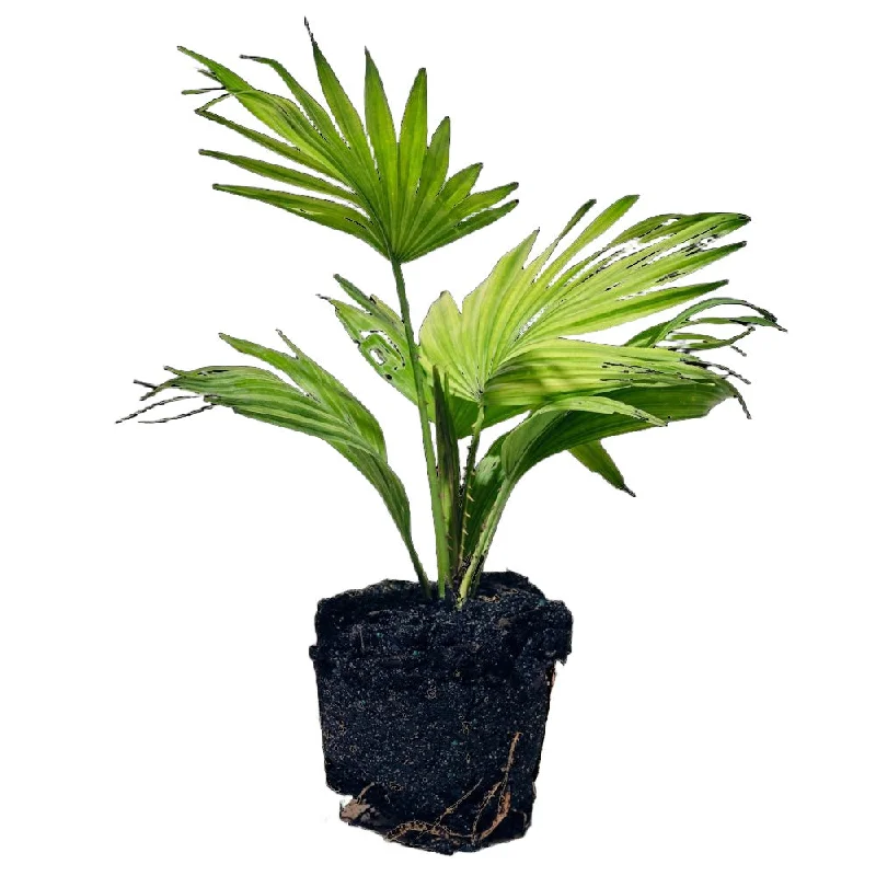 Fan Palm 6 Inch Pot