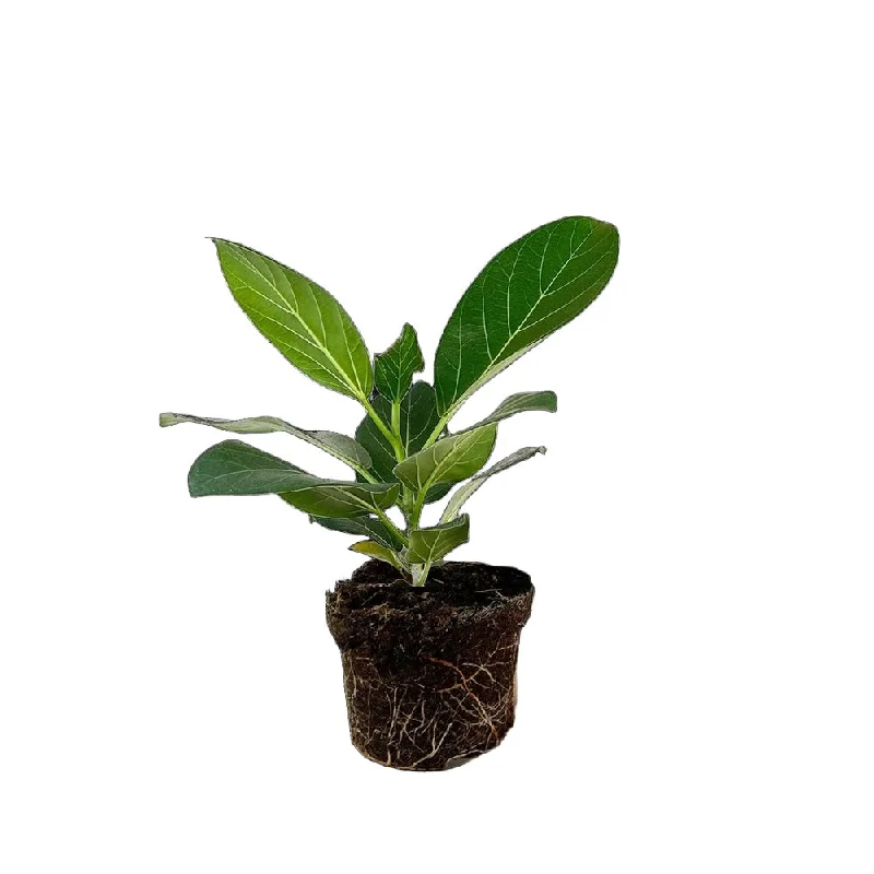 Ficus Audrey 5 Inch Pot