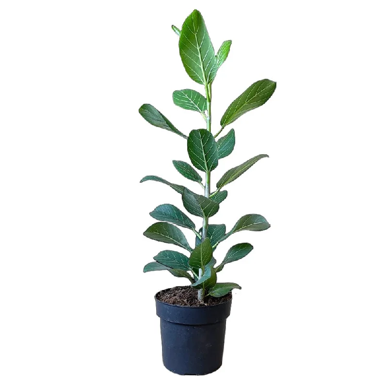 Ficus Audrey 7 Inch Pot