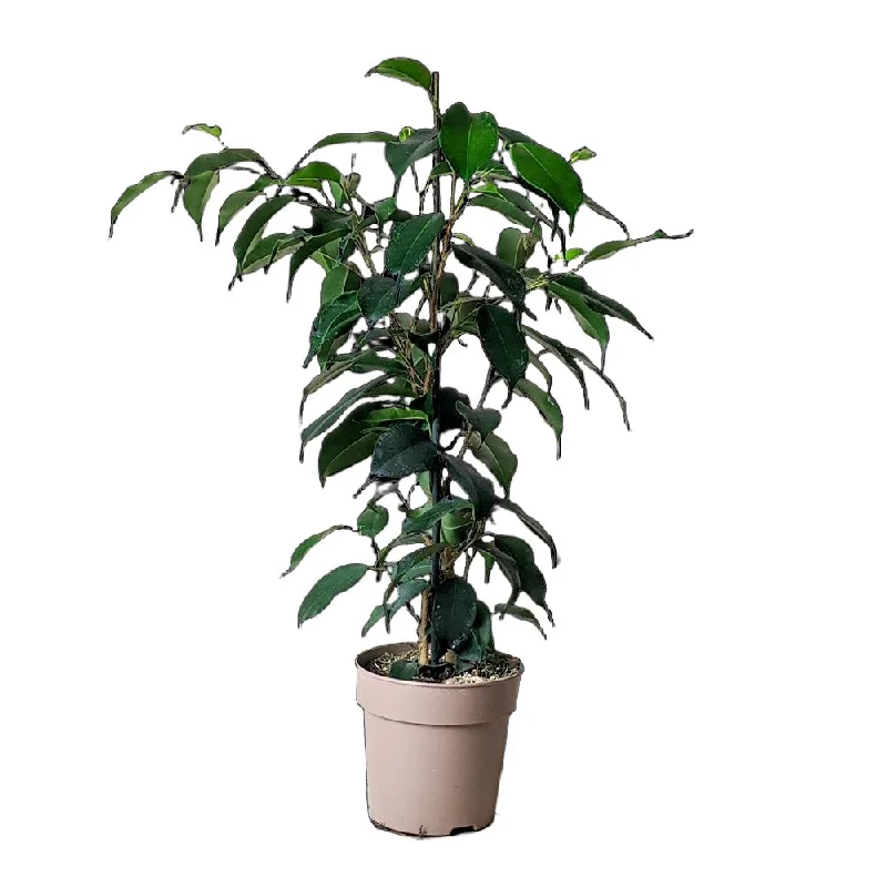 Ficus Benjamina 5 Inch Pot