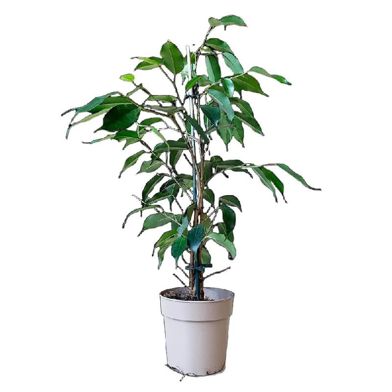 Ficus Benjamina Danielle 5 Inch Pot