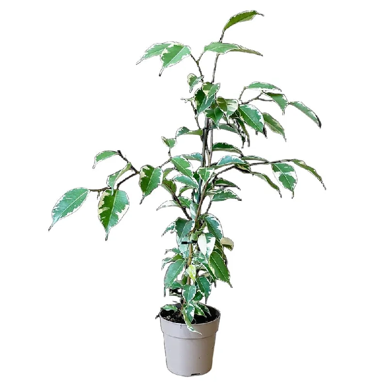 Ficus Benjamina Samantha 5 Inch Pot