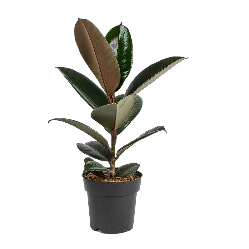 Ficus Elastica Abidjan 7 Inch Pot