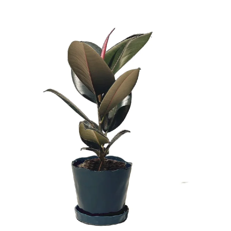 Ficus Elastica Burgundy 7 Inch Pot