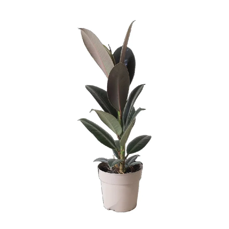 Ficus Elastica Melany 5 Inch Pot