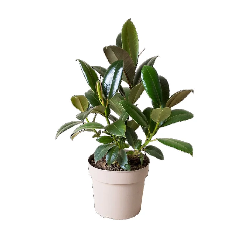 Ficus Elastica Melany 7 Inch Pot