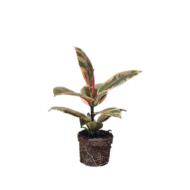 Ficus Elastica Ruby 5 Inch Pot