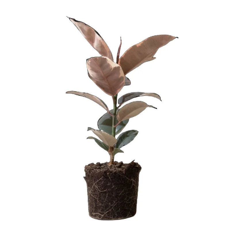 Ficus Elastica Ruby 7 Inch Pot