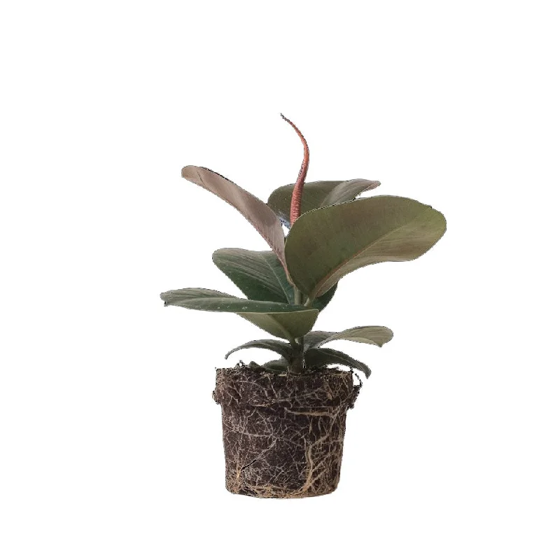 Ficus Elastica Sophia 5 Inch Pot