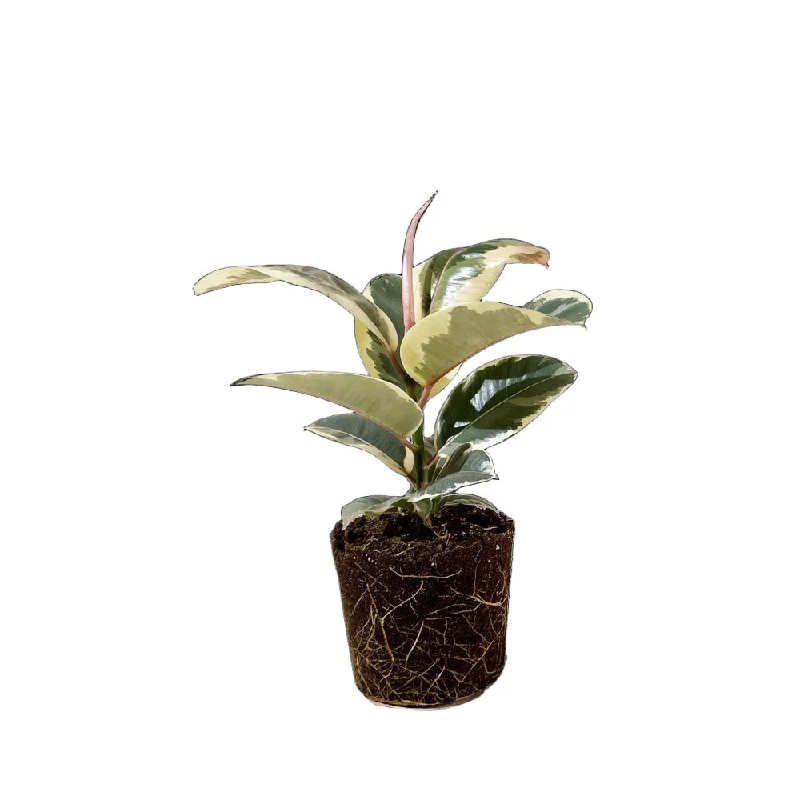 Ficus Elastica Tineke 5 Inch Pot