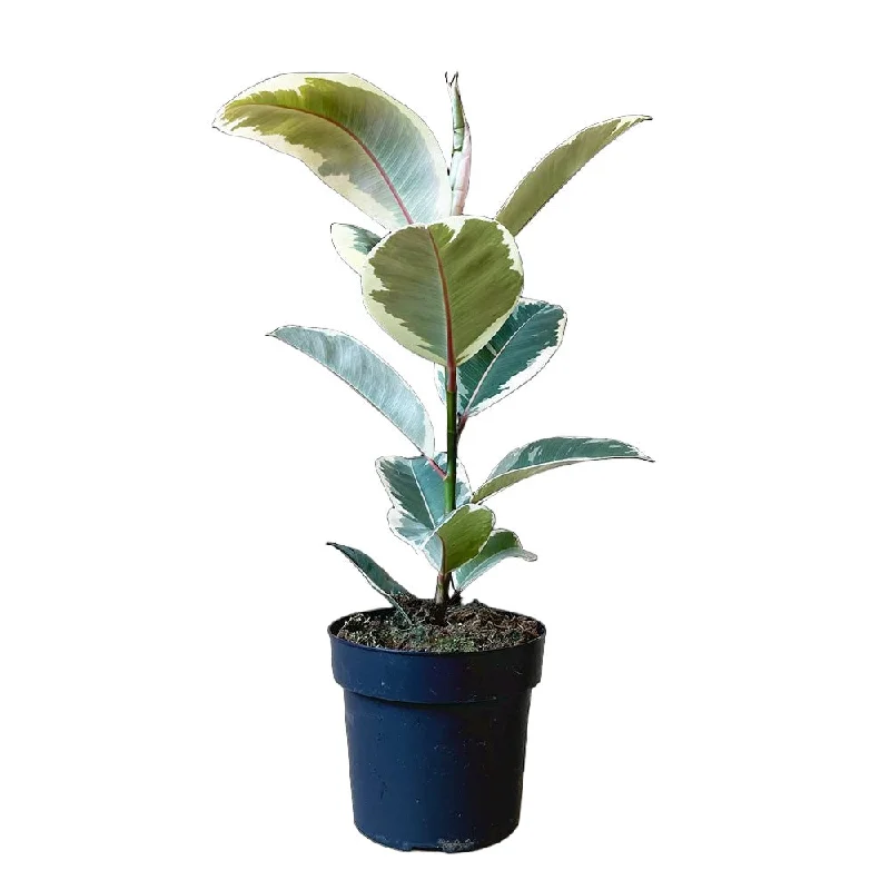 Ficus Elastica Tineke 7 Inch Pot