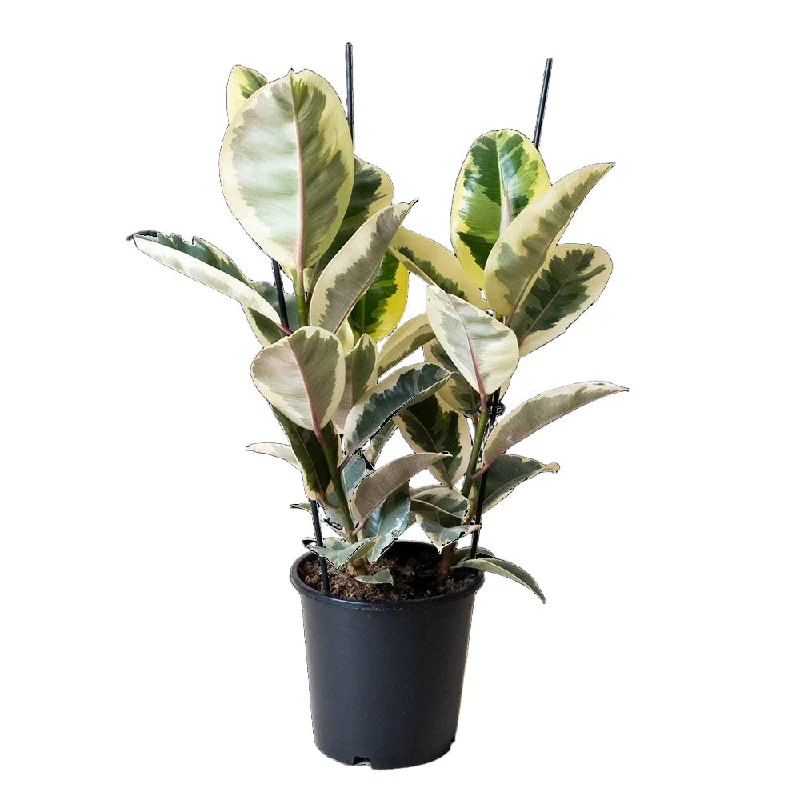 Ficus Elastica Tineke 8 Inch Pot