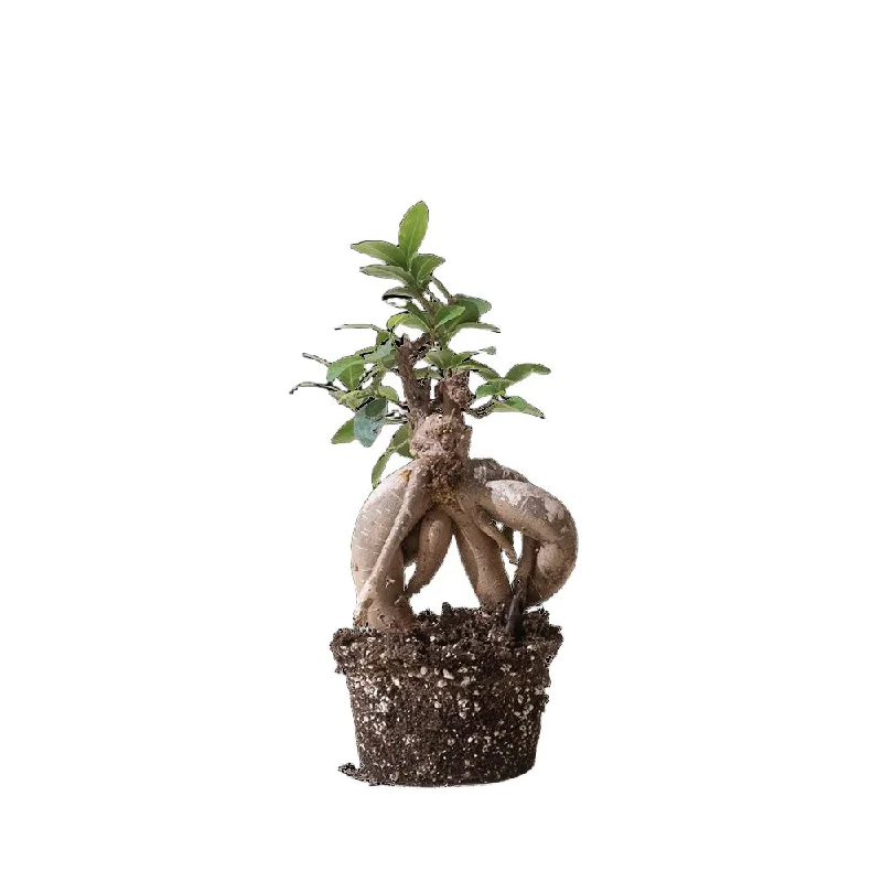 Ficus Ginseng Bonsai 5 Inch Pot