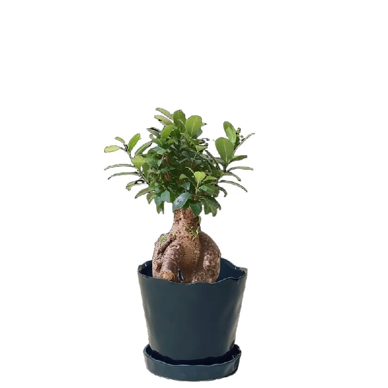 Ficus Ginseng Bonsai 8 Inch Pot