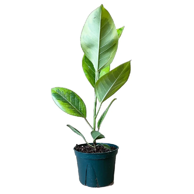 Ficus Golden Gem 6 Inch Pot