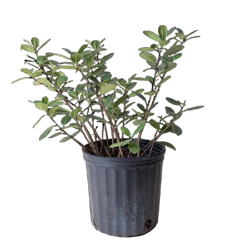 Ficus Green Island 8 Inch Pot