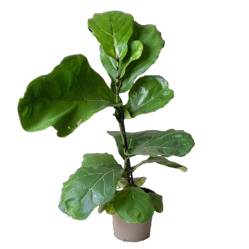 Ficus Lyrata Bush 7 Inch Pot