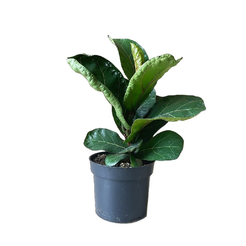 Ficus Lyrata Dwarf Bambino 5 Inch Pot