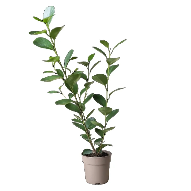 Ficus Moclame 5 Inch Pot