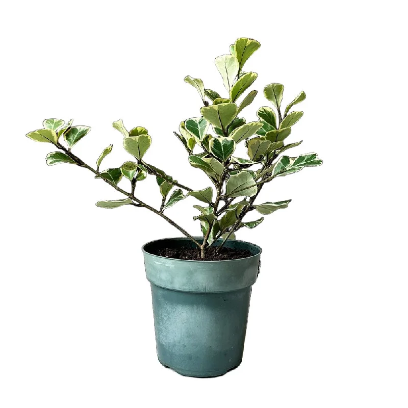 Ficus Triangularis 6 Inch Pot