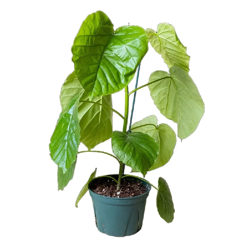 Ficus Umbellata 6 Inch Pot