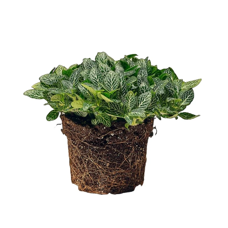 Fittonia Nerve Plant 5 Inch Pot