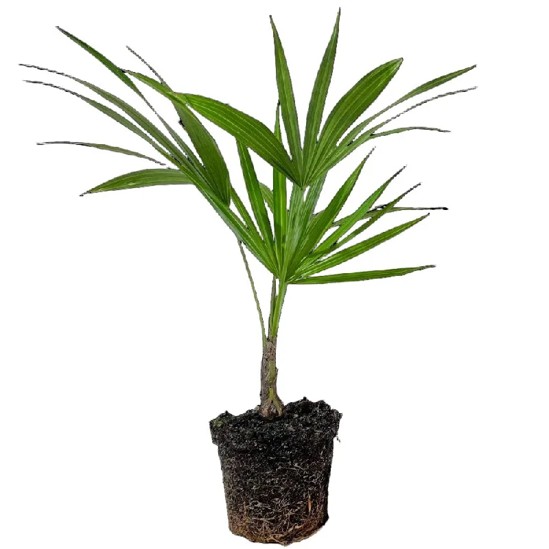 Florida Thatch Palm 6 Inch Pot