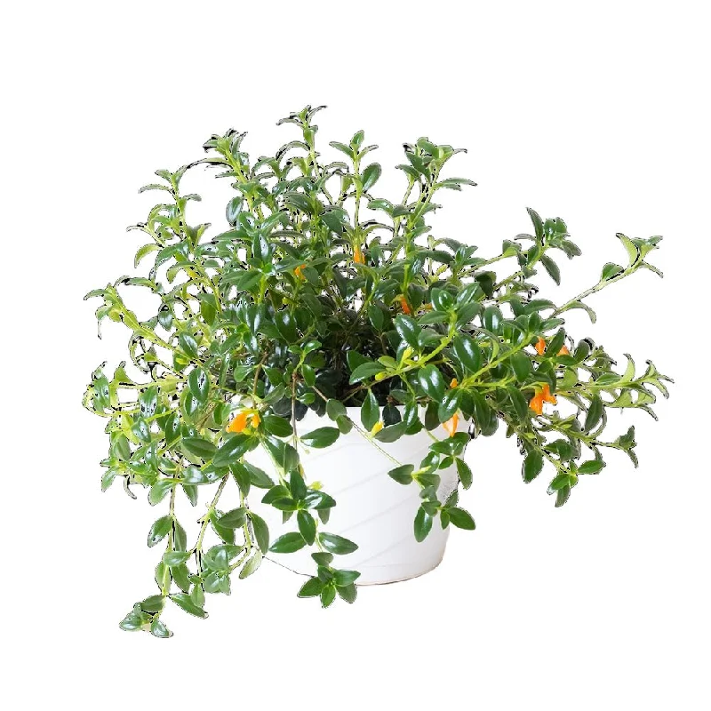 Goldfish Plant 8 Inch Pot