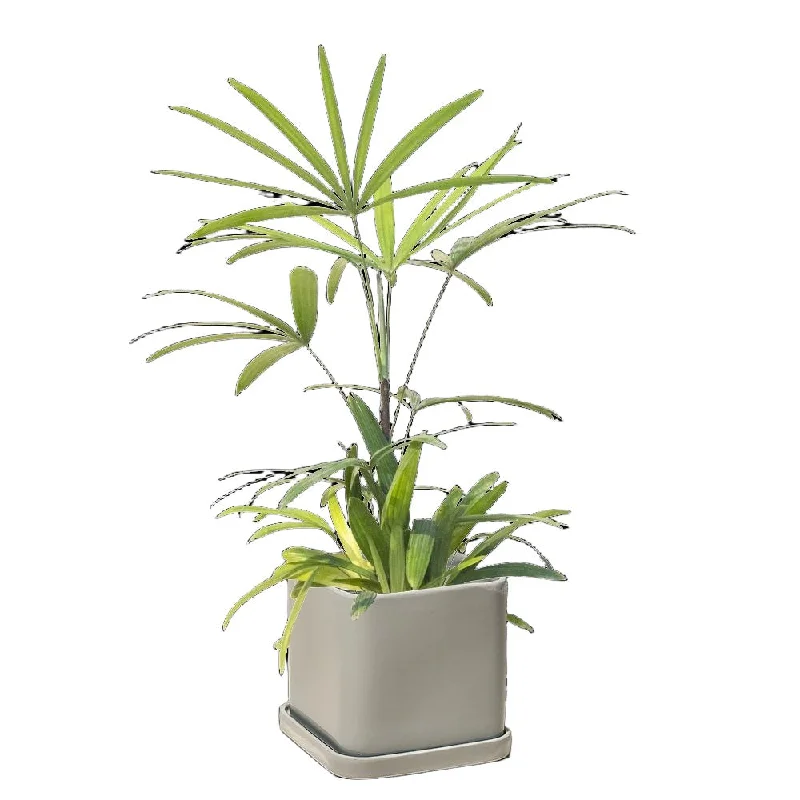 Lady Palm 6 Inch Pot