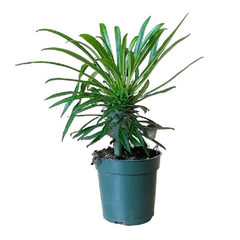 Madagascar Palm 4 Inch Pot