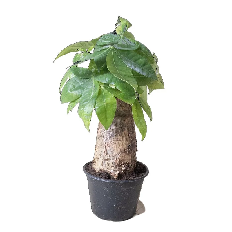 Money Tree Stump 6 Inch Pot