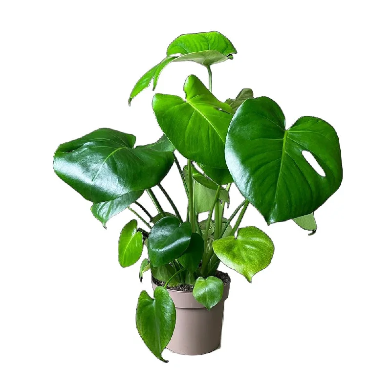 Monstera Deliciosa 7 Inch Pot