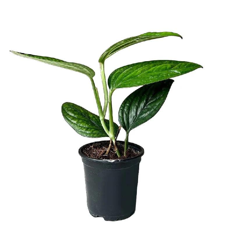 Monstera Peru 4 Inch Pot