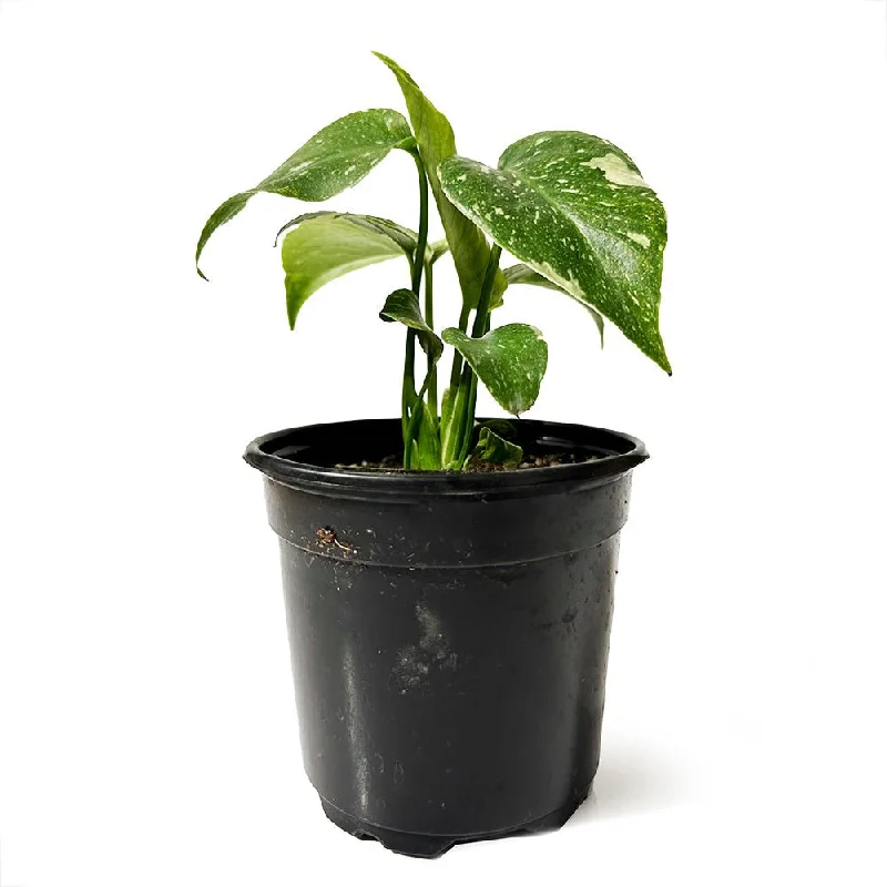 Monstera Thai Constellation 4 Inch Pot