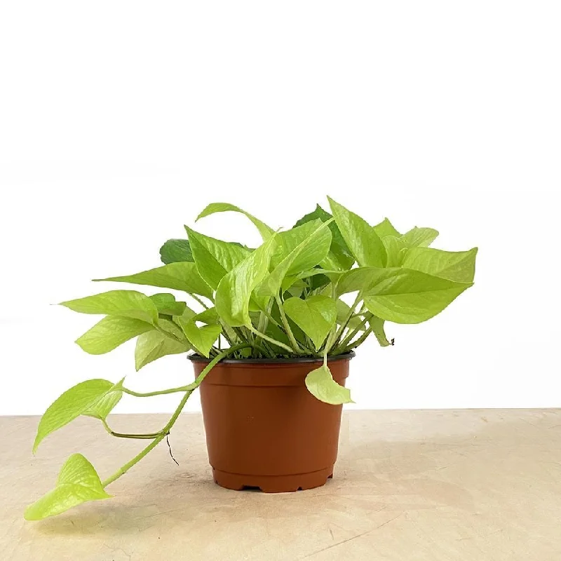 Neon Pothos 6 Inch Pot