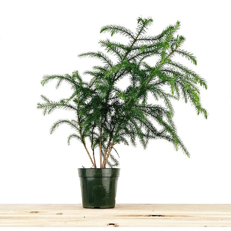 Norfolk Pine 5 Inch Pot