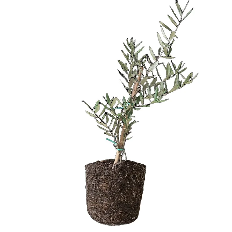 Olive Tree 6 Inch Pot