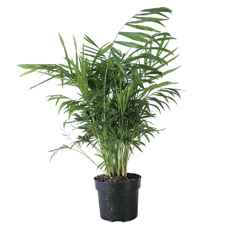 Palm Parlour 5 Inch Pot