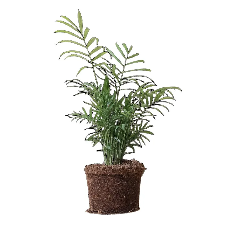 Palm Parlour 6 Inch Pot