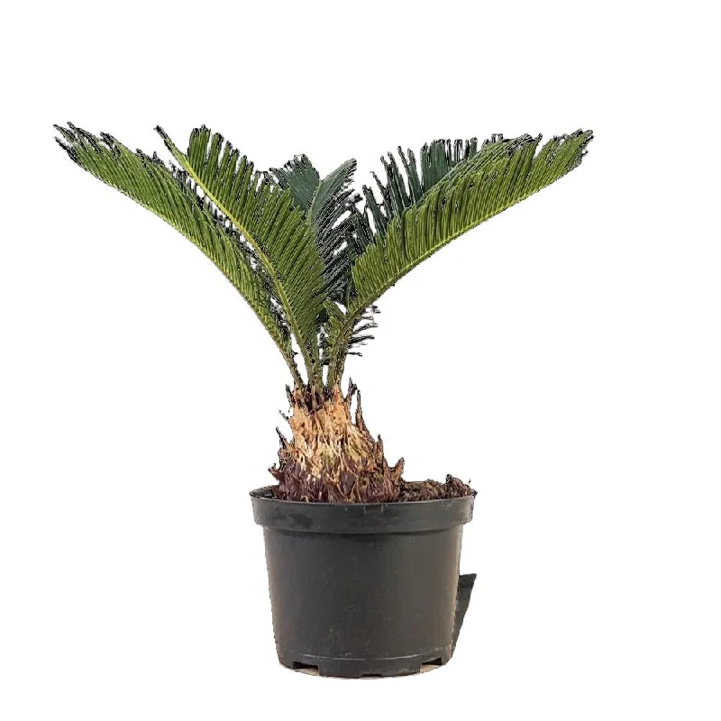 Palm Sago 6 Inch Pot