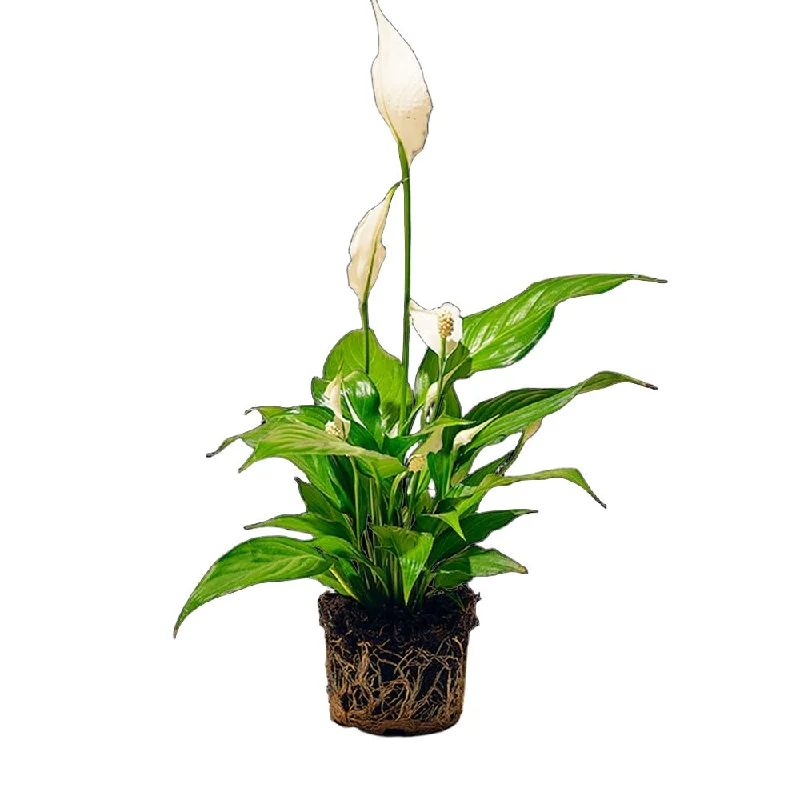 Peace Lily 5 Inch Pot