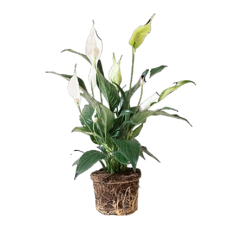 Peace Lily 6 Inch Pot