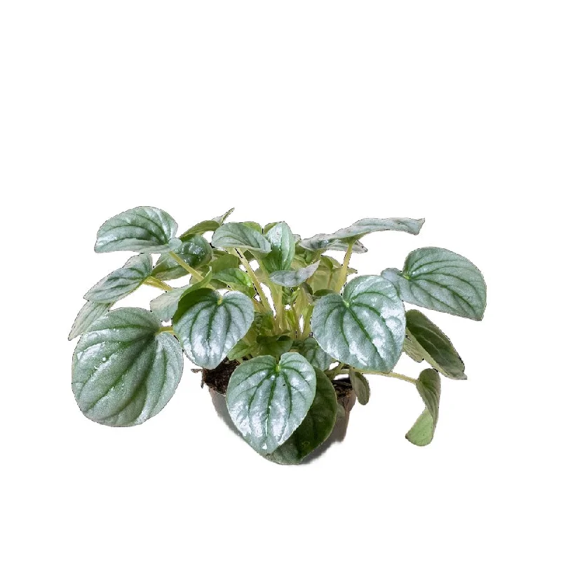 Peperomia Frost 4 Inch Pot