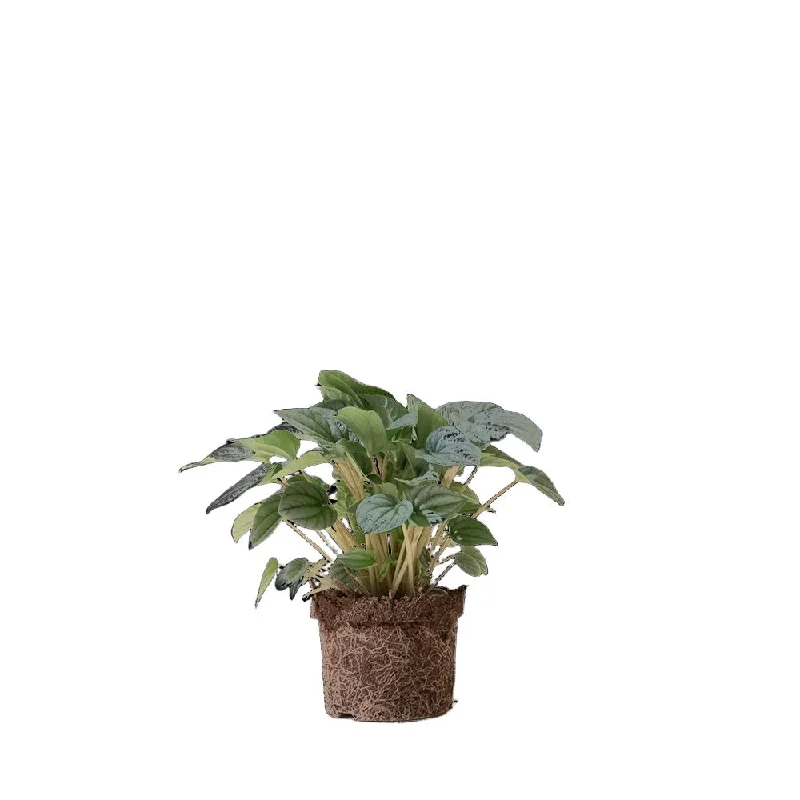 Peperomia Frost 5 Inch Pot