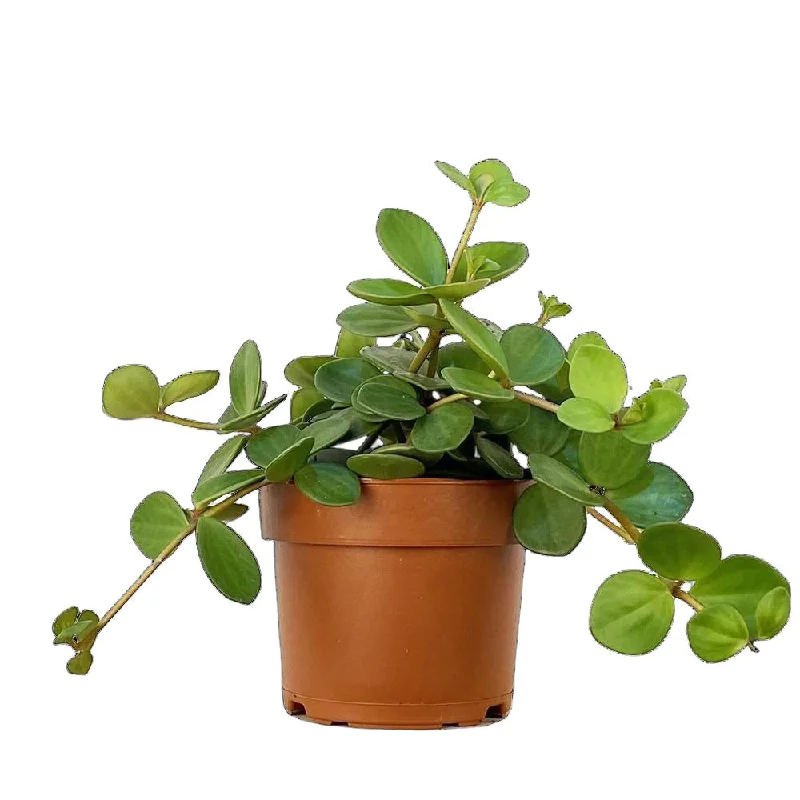 Peperomia Hope 5 Inch Pot