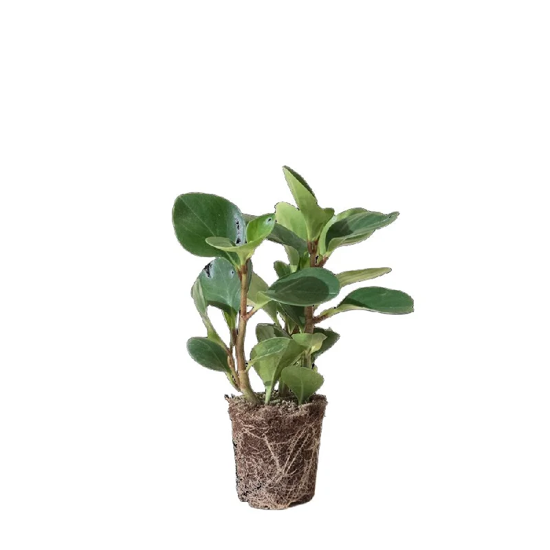 Peperomia Large Leaf Green 4 Inch Pot