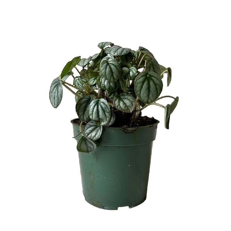 Peperomia Little Toscani 4 Inch Pot