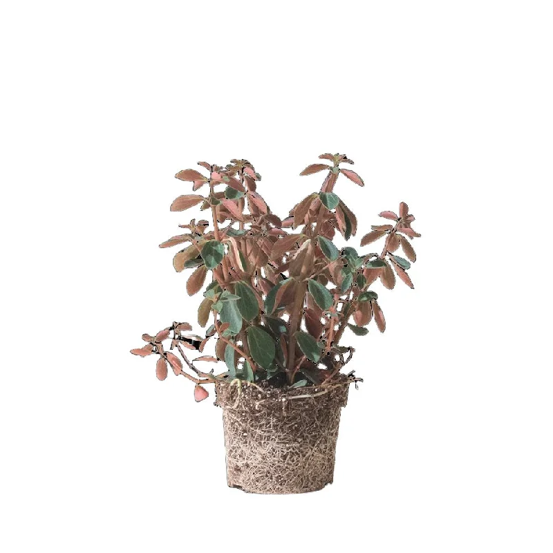 Peperomia Red Log 5 Inch Pot