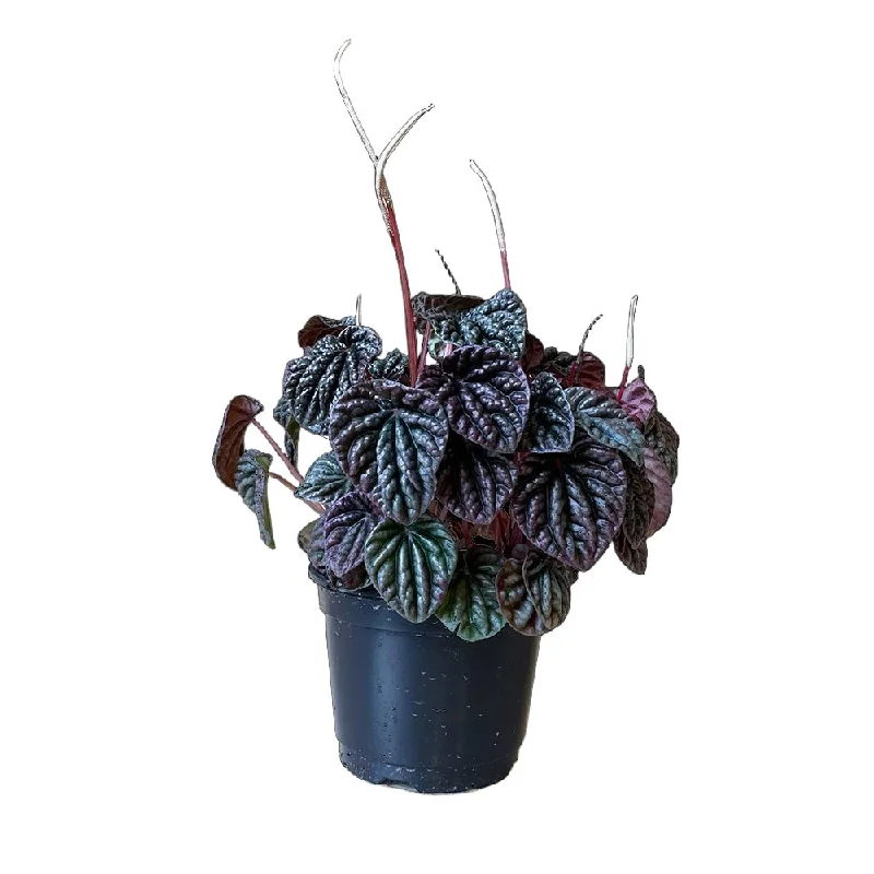 Peperomia Red Luna 6 Inch Pot